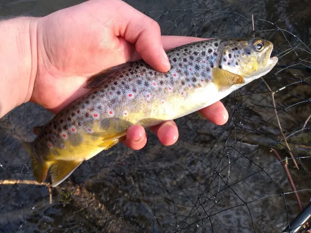 Bachforelle