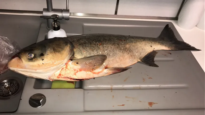Marmorkarpfen