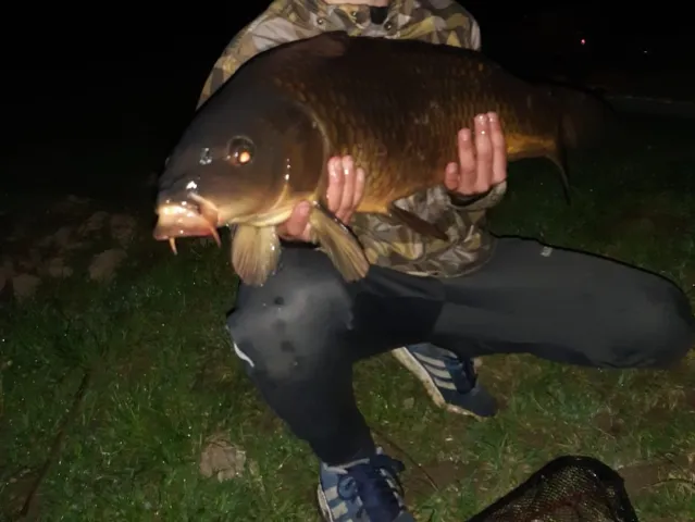 Karpfen