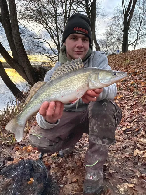 Zander