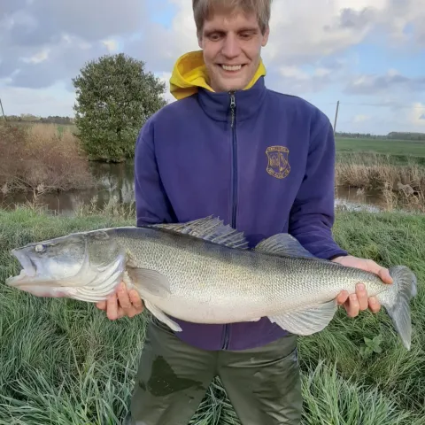 Zander