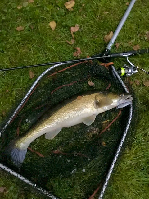 Zander