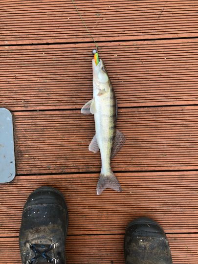 Angeln Am Dortmundemskanal Bei Dortmund Monsterfisch