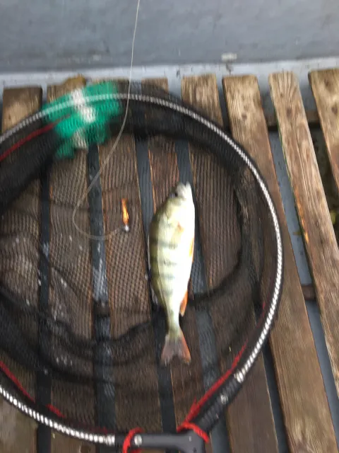 Flussbarsch
