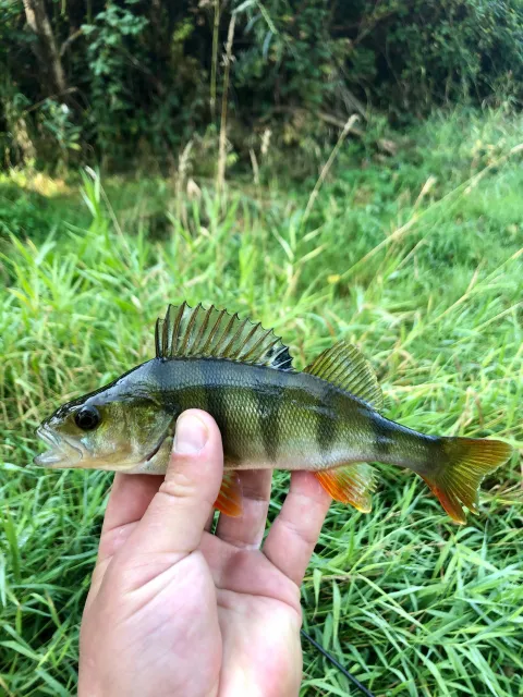 Flussbarsch
