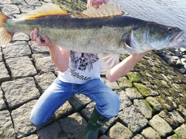 Zander