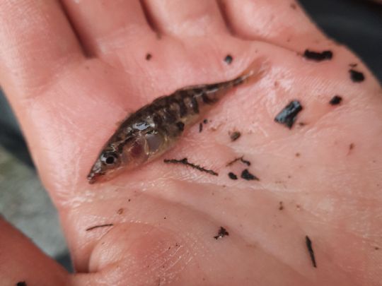 Dreistachliger Stichling