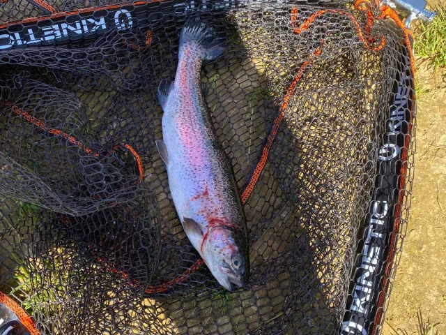 Regenbogenforelle