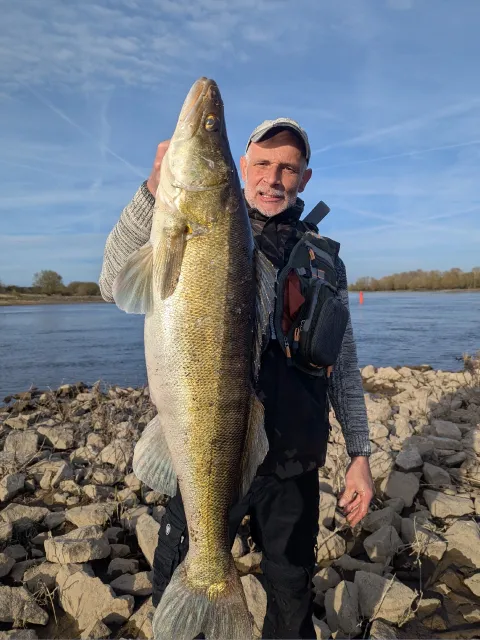 Zander