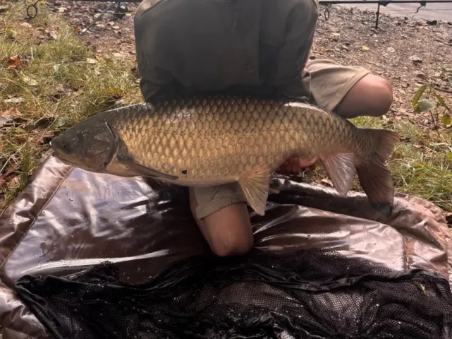 Graskarpfen