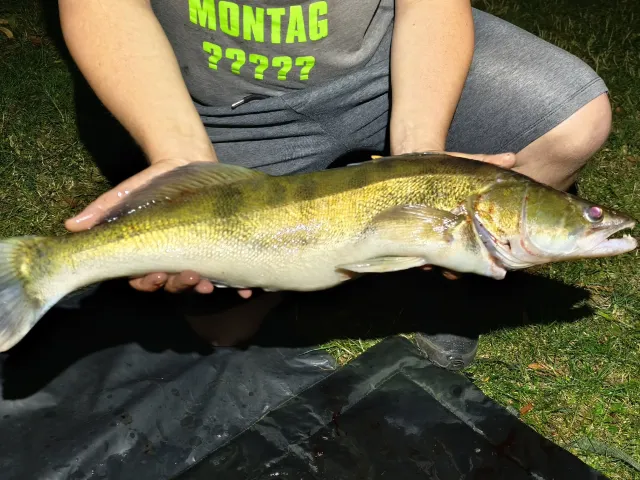 Zander