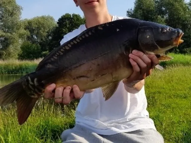 Karpfen