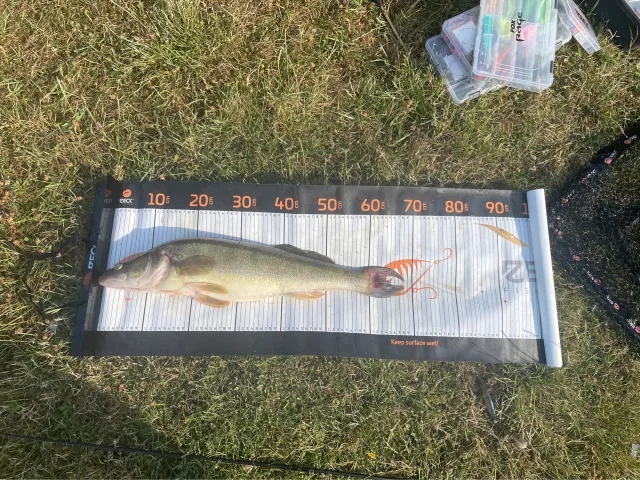 Zander