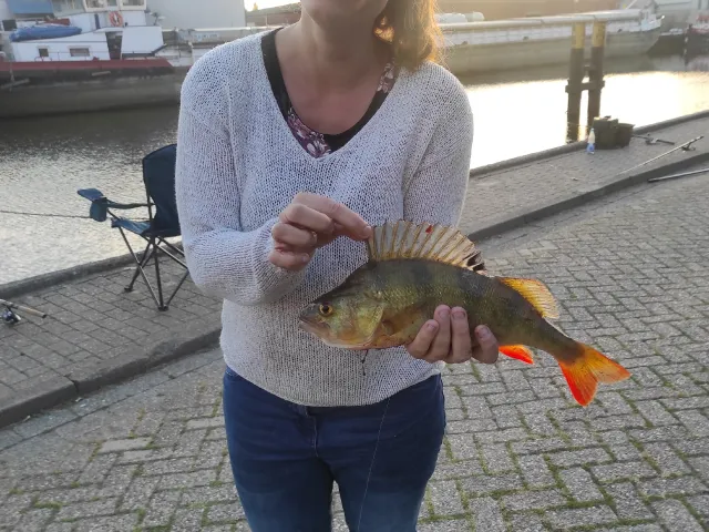 Flussbarsch