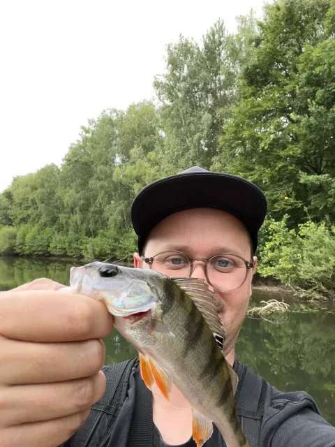 Flussbarsch