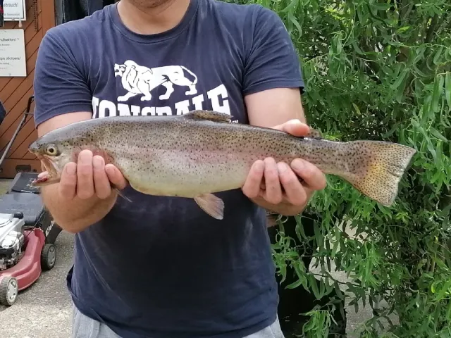 Regenbogenforelle
