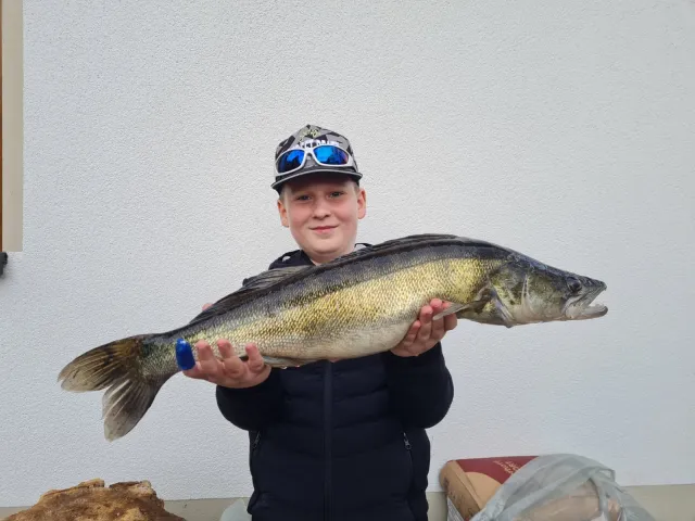 Zander