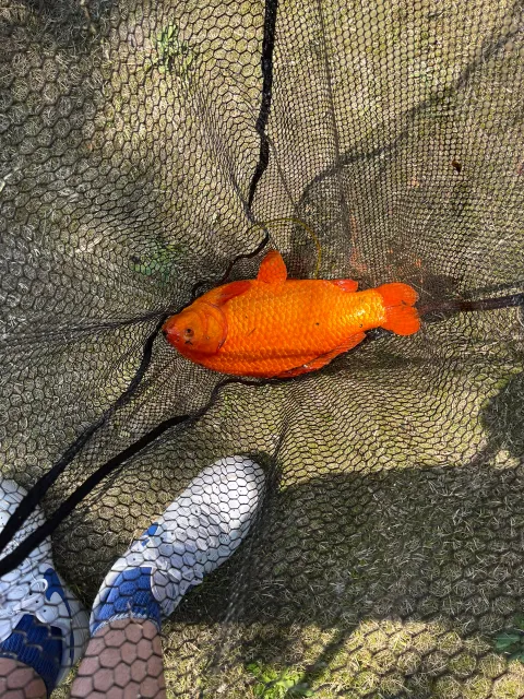 Goldfisch
