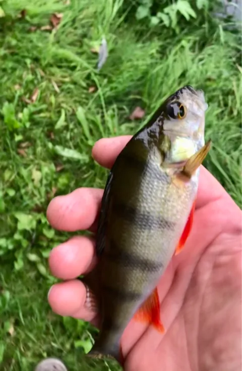 Flussbarsch