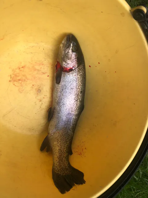 Regenbogenforelle