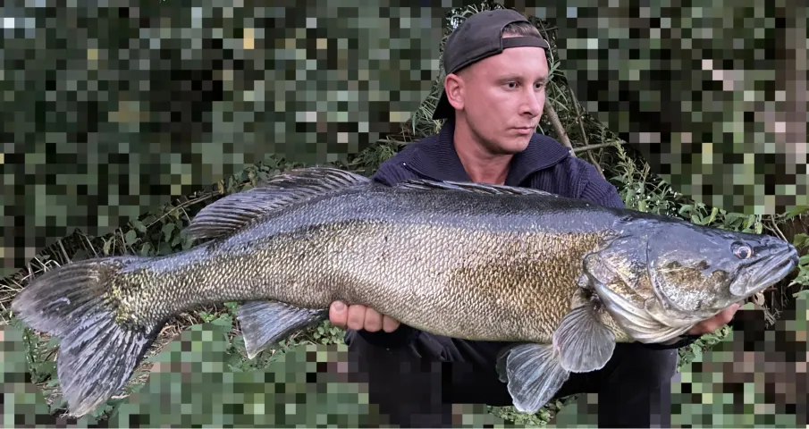 Zander