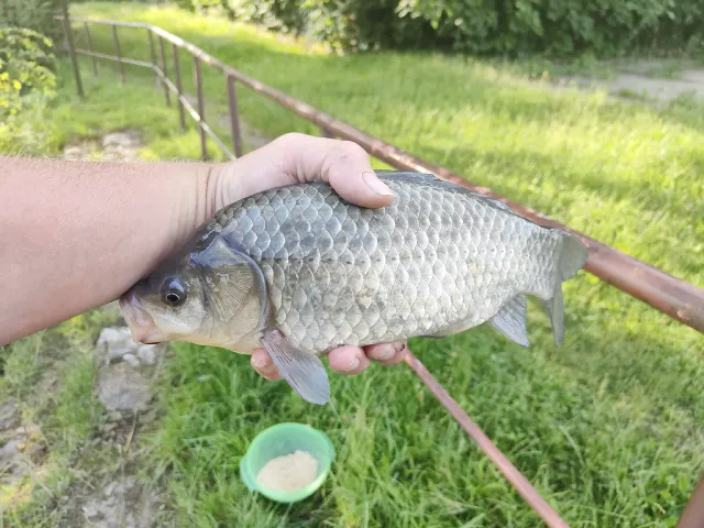 Giebel