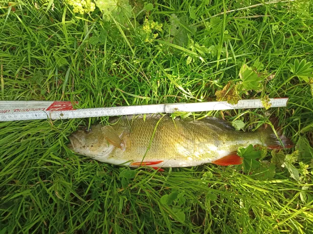Flussbarsch