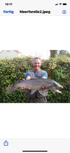 Meerforelle