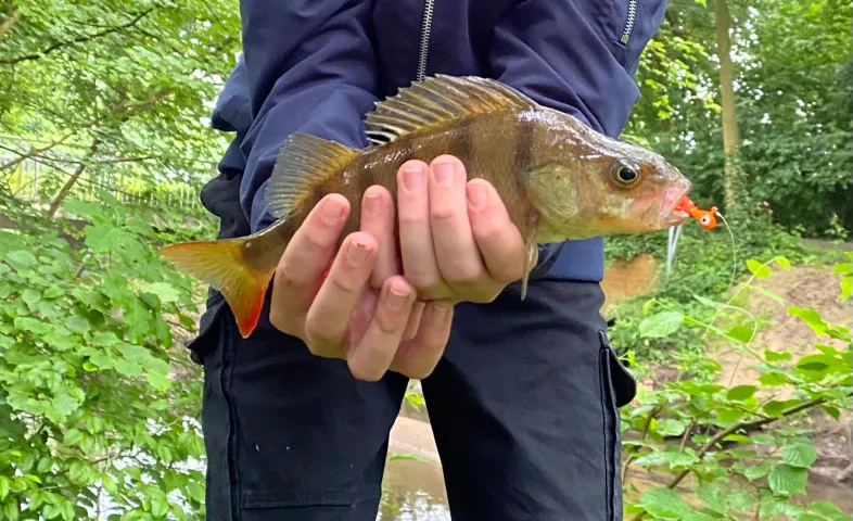 Flussbarsch