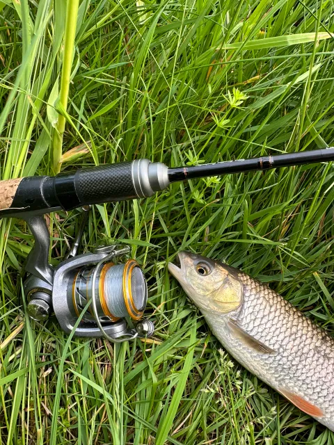 Döbel