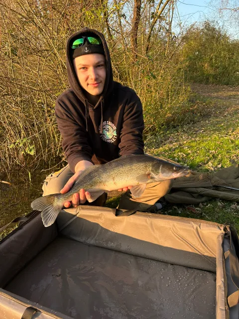Zander