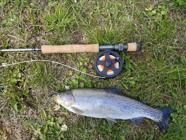 Regenbogenforelle