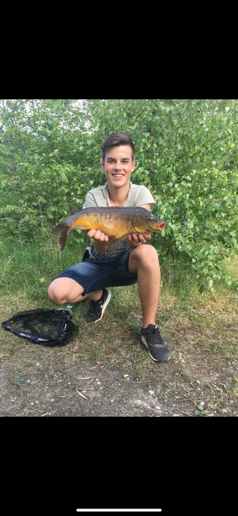 Karpfen