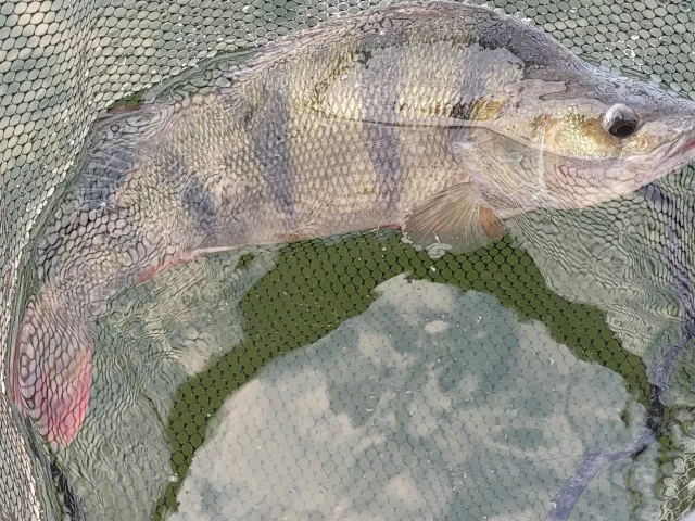 Flussbarsch