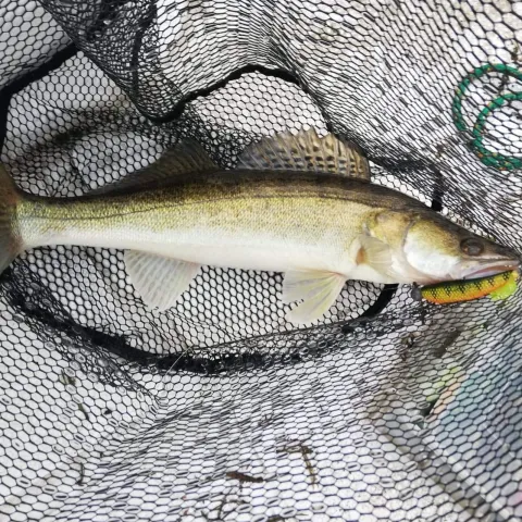 Zander