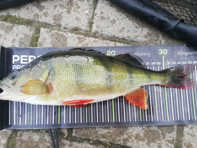 Flussbarsch