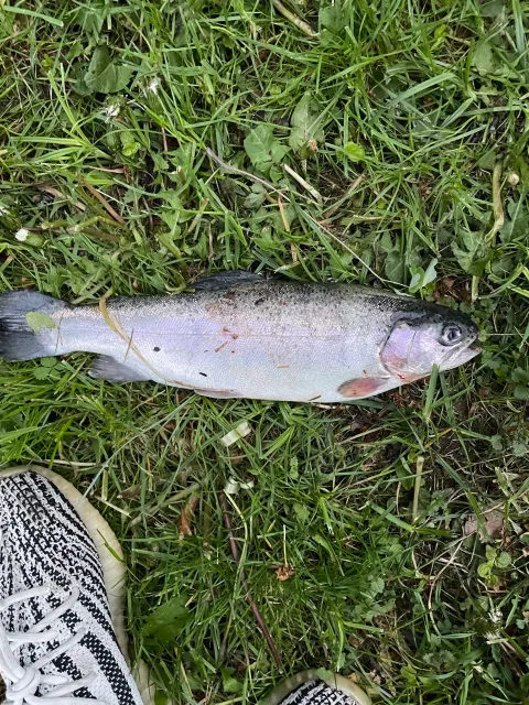 Regenbogenforelle