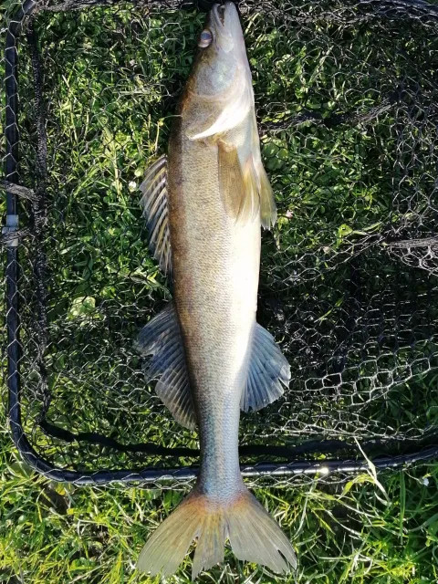 Zander