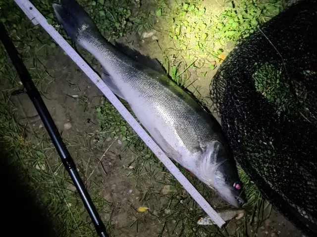 Zander