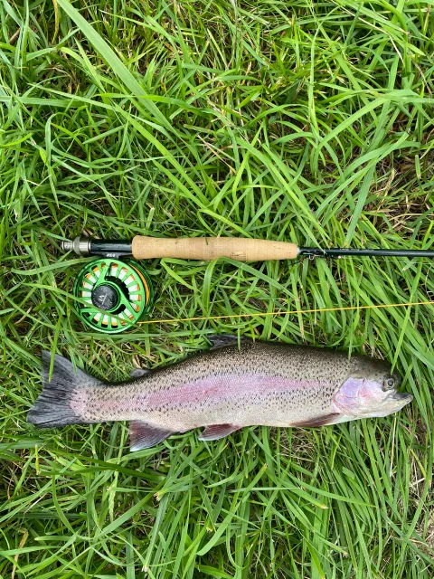 Regenbogenforelle