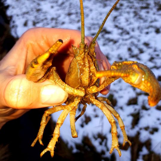 Steinkrebs