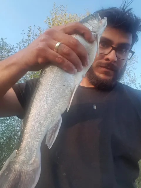 Seesaibling