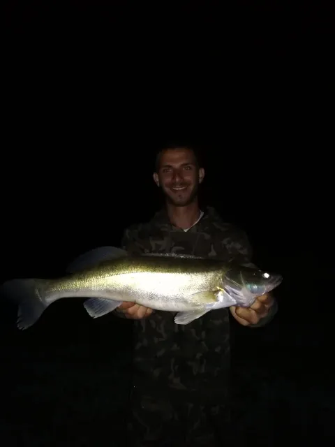 Zander