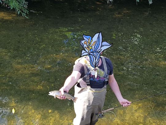 Bachsaibling