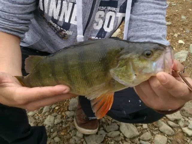 Flussbarsch