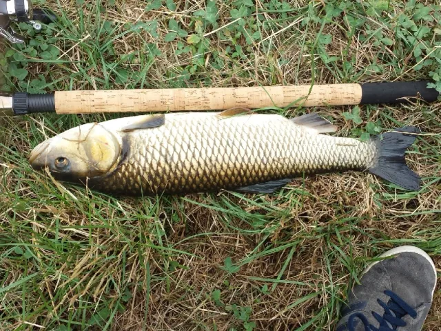 Döbel