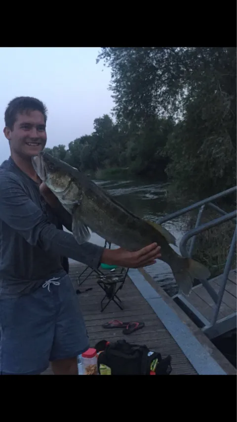 Zander