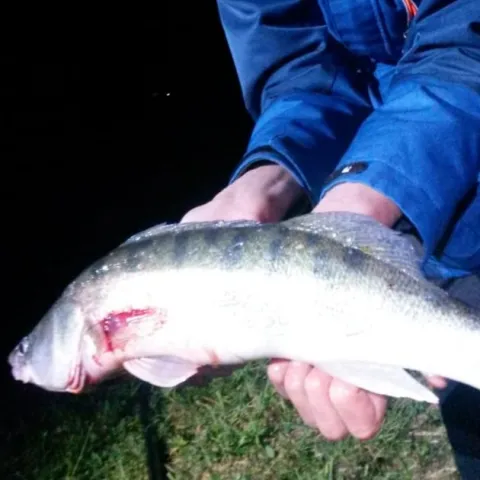 Zander