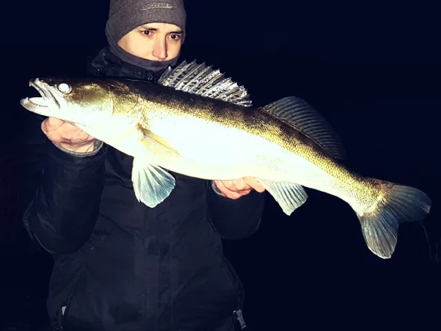 Zander