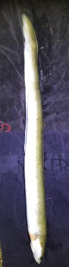 Aal